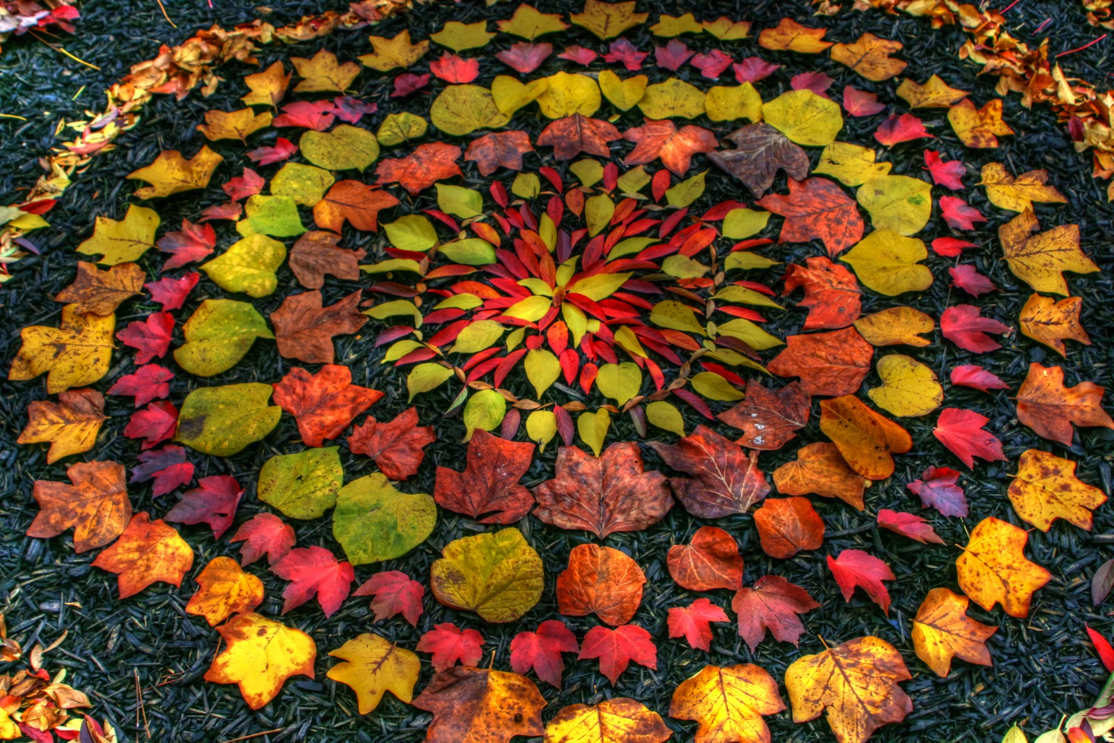 an image of leaves presented in a circular format created by andy goldsworthy